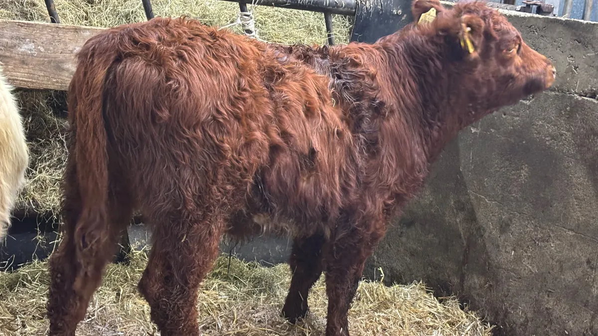 2 Continental Bull Wealings - Image 4