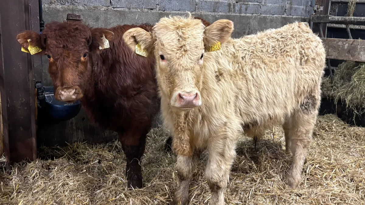 2 Continental Bull Wealings - Image 1