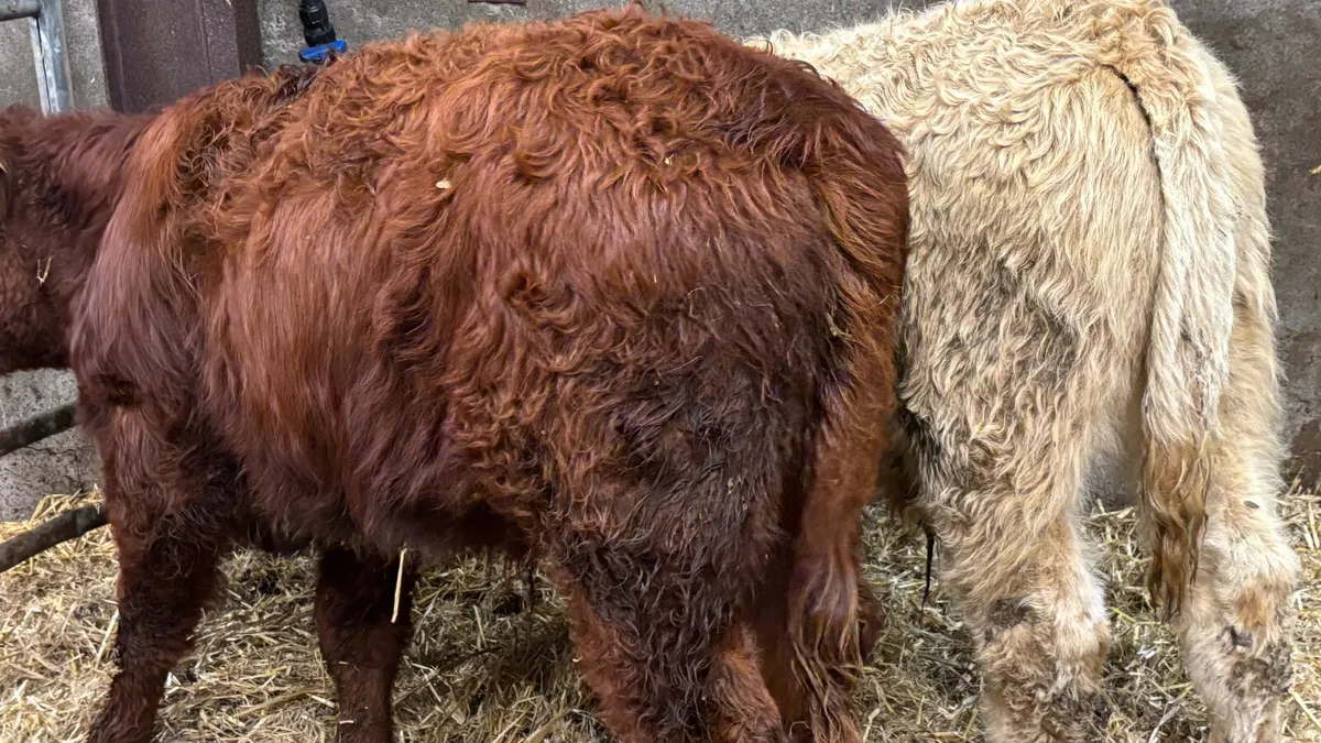 2 Continental Bull Wealings - Image 2