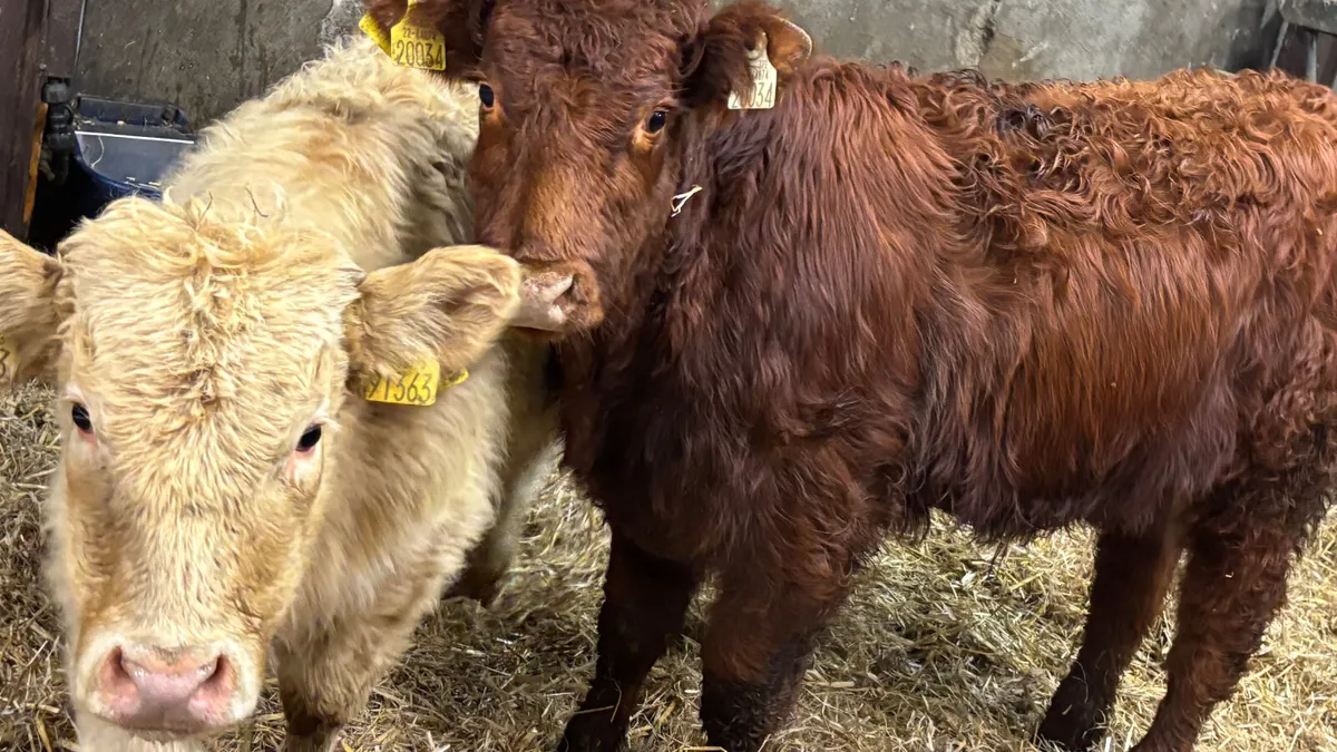 2 Continental Bull Wealings - Image 3