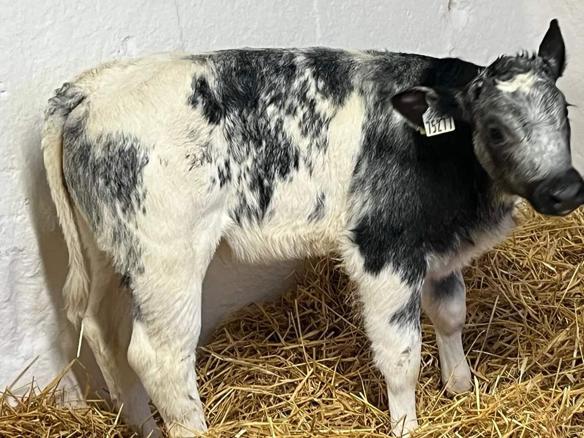 Real Proper BB Heifer Calves - Image 1
