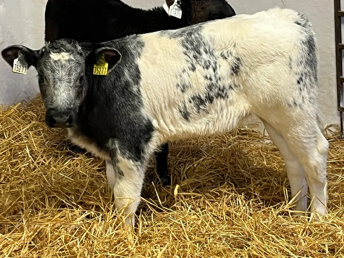 Real Proper BB Heifer Calves - Image 2