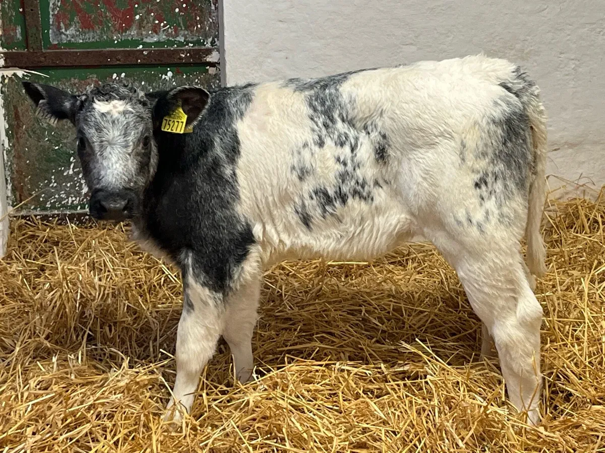 Real Proper BB Heifer Calves - Image 3