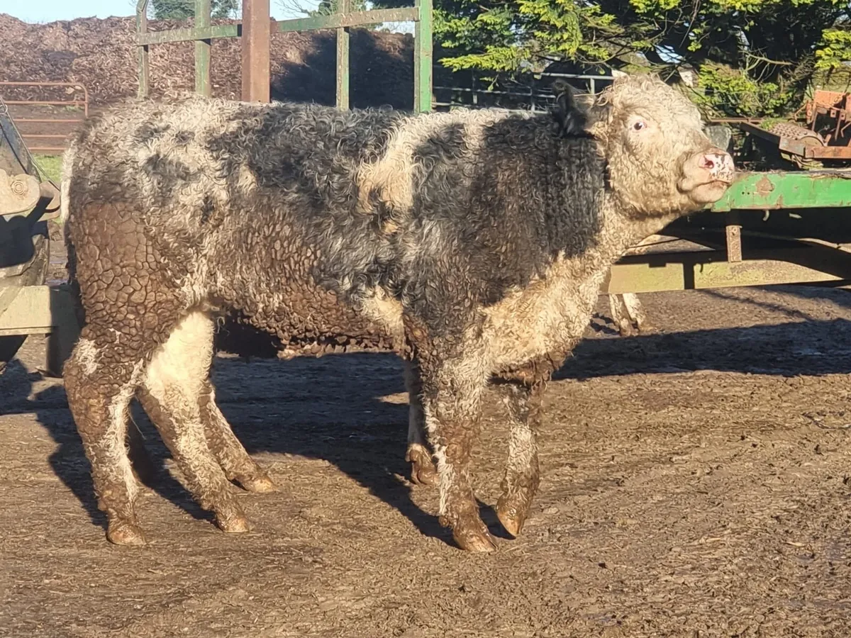 Pedigree, non registered continental heifers - Image 1