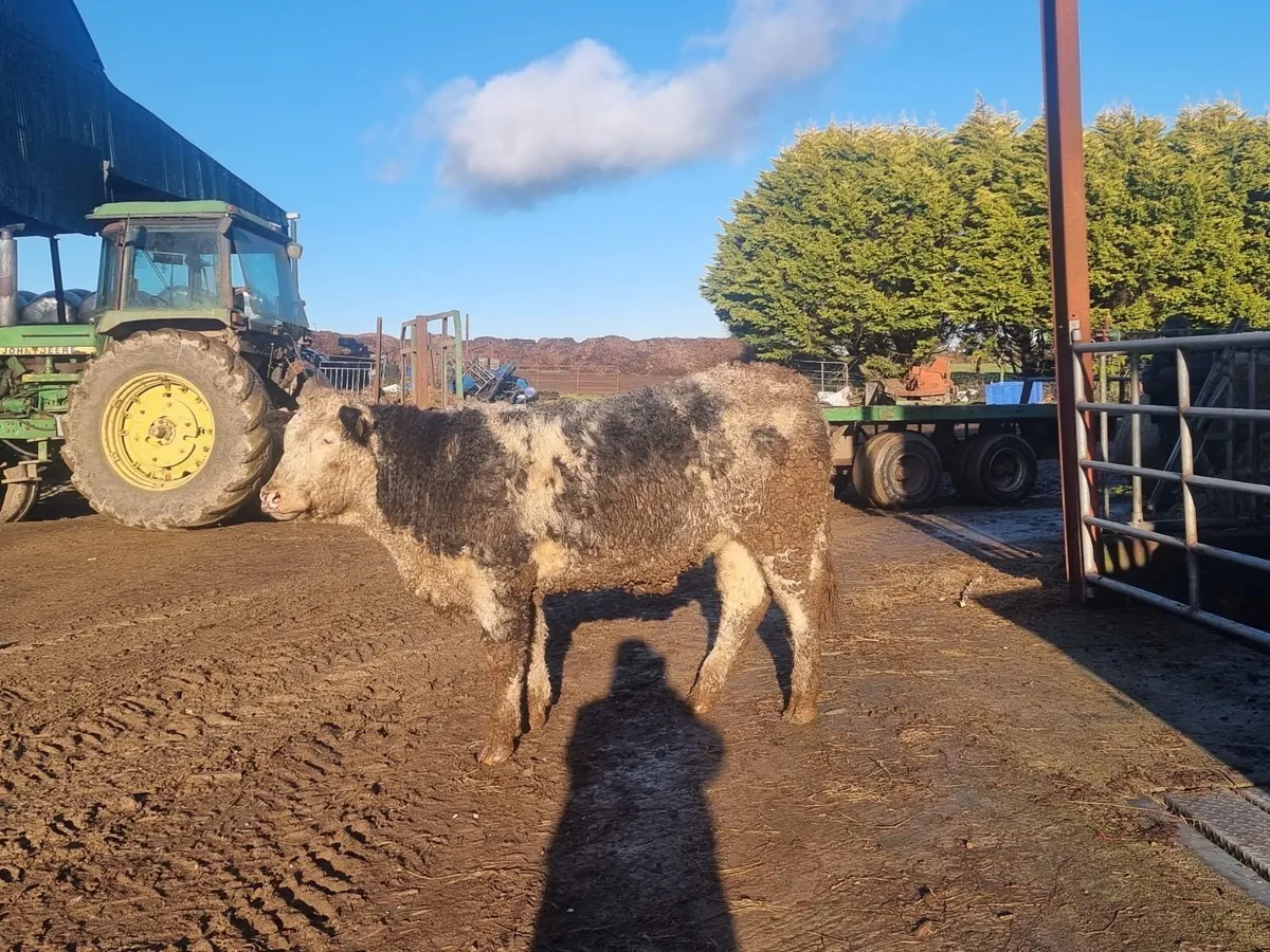 Pedigree, non registered continental heifers - Image 2