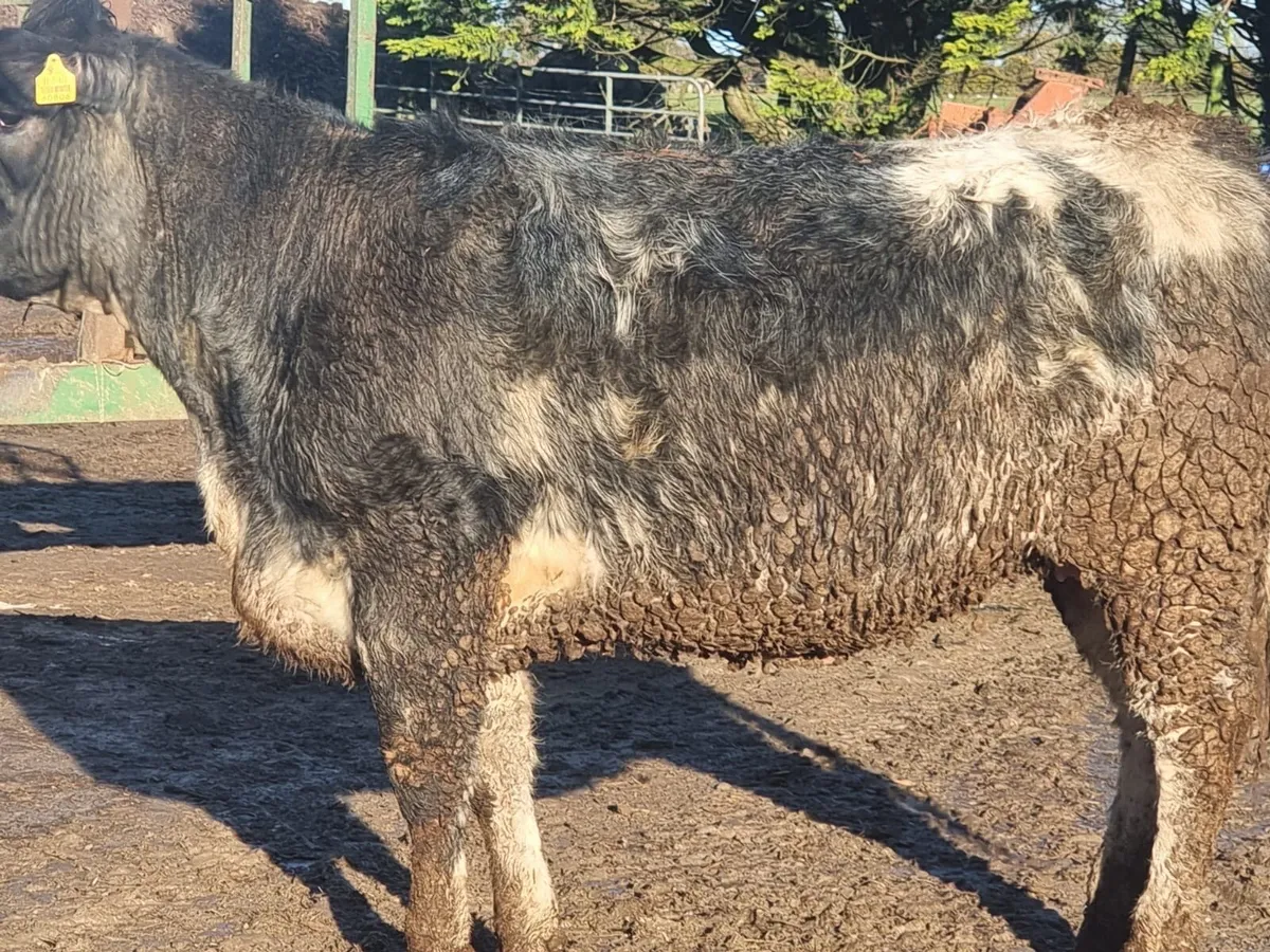 Pedigree, non registered continental heifers - Image 3