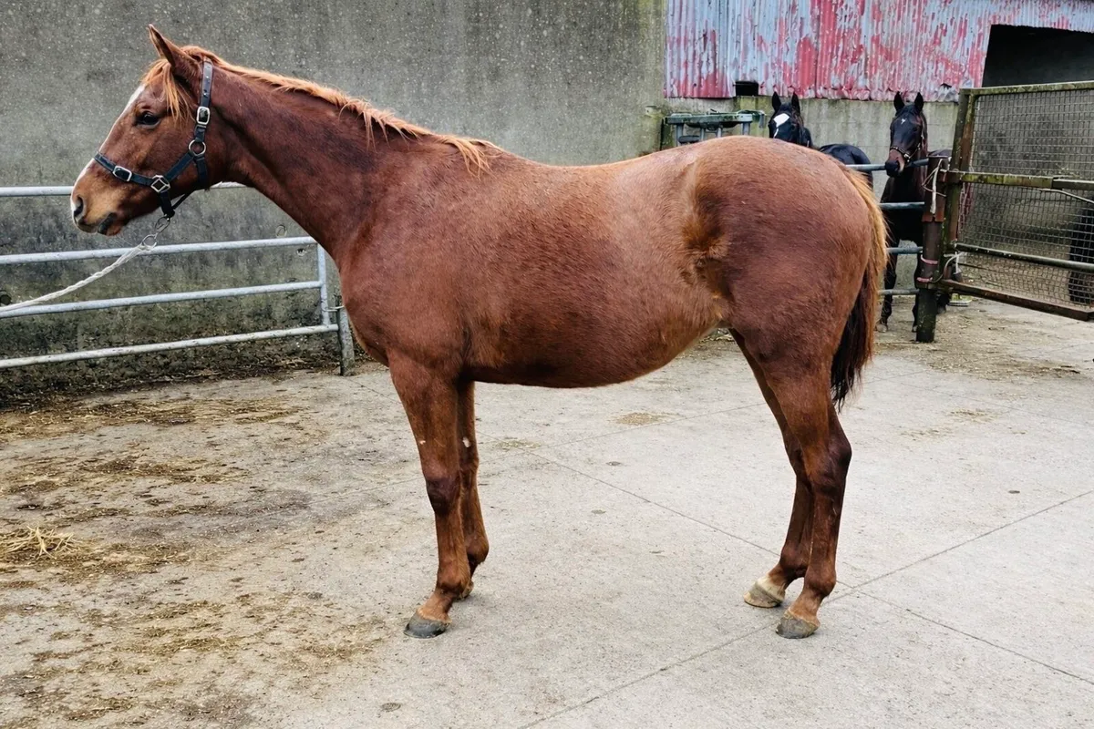 2 year old gelding - Image 1