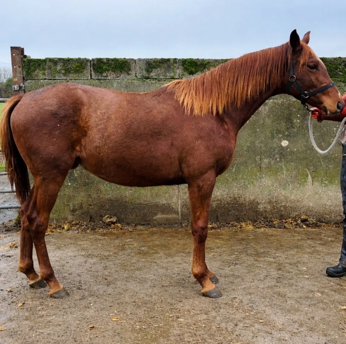 2 year old gelding - Image 2