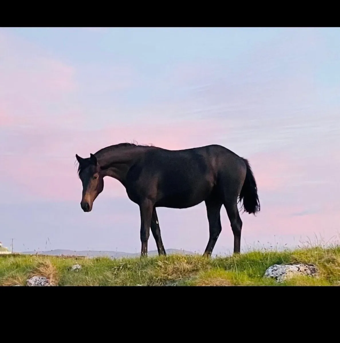 Breaking/Handling/Sales livery - Image 2