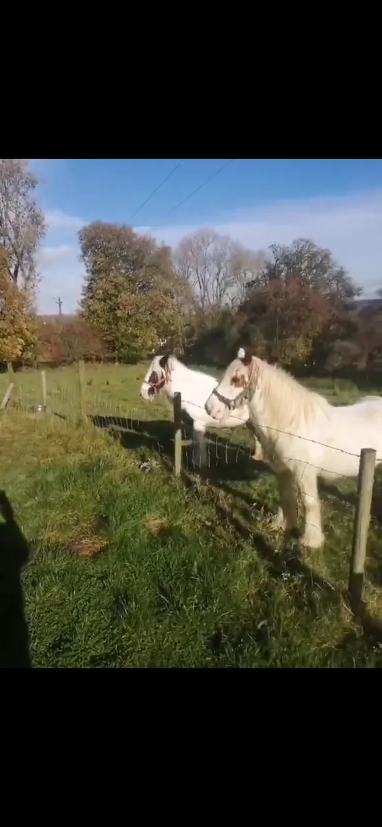 Irish Cobs - Image 3