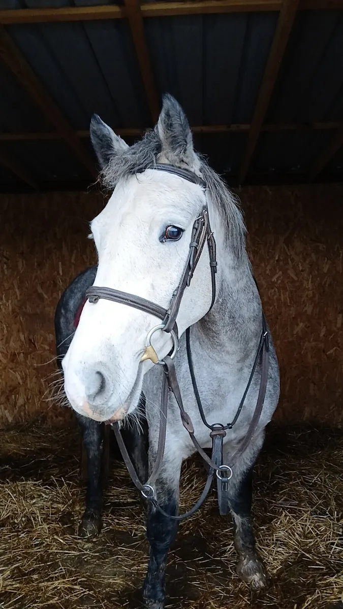 16.1  YOUNG ALROUNDER - Image 2