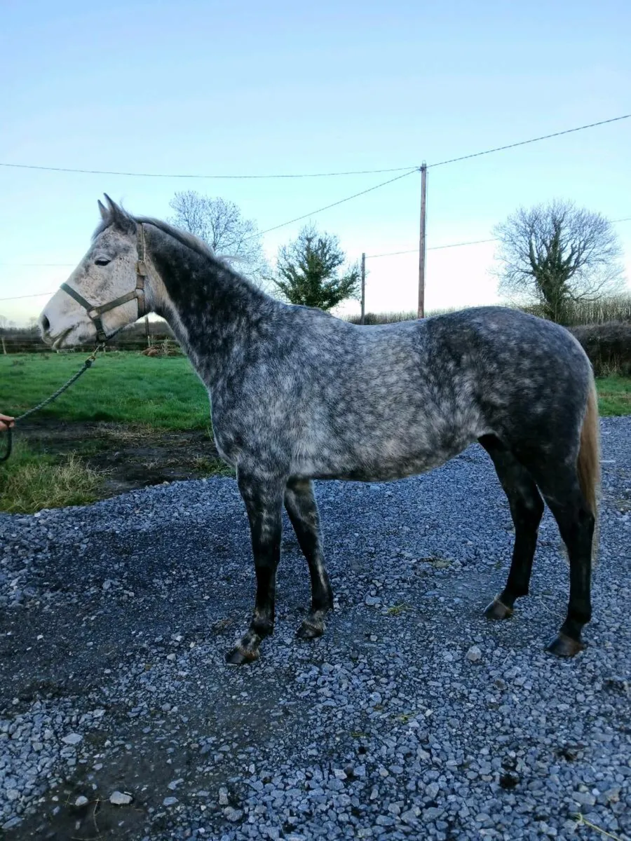 16.1  YOUNG ALROUNDER - Image 1