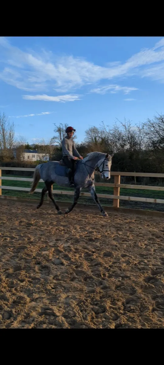 16.1  YOUNG ALROUNDER - Image 3