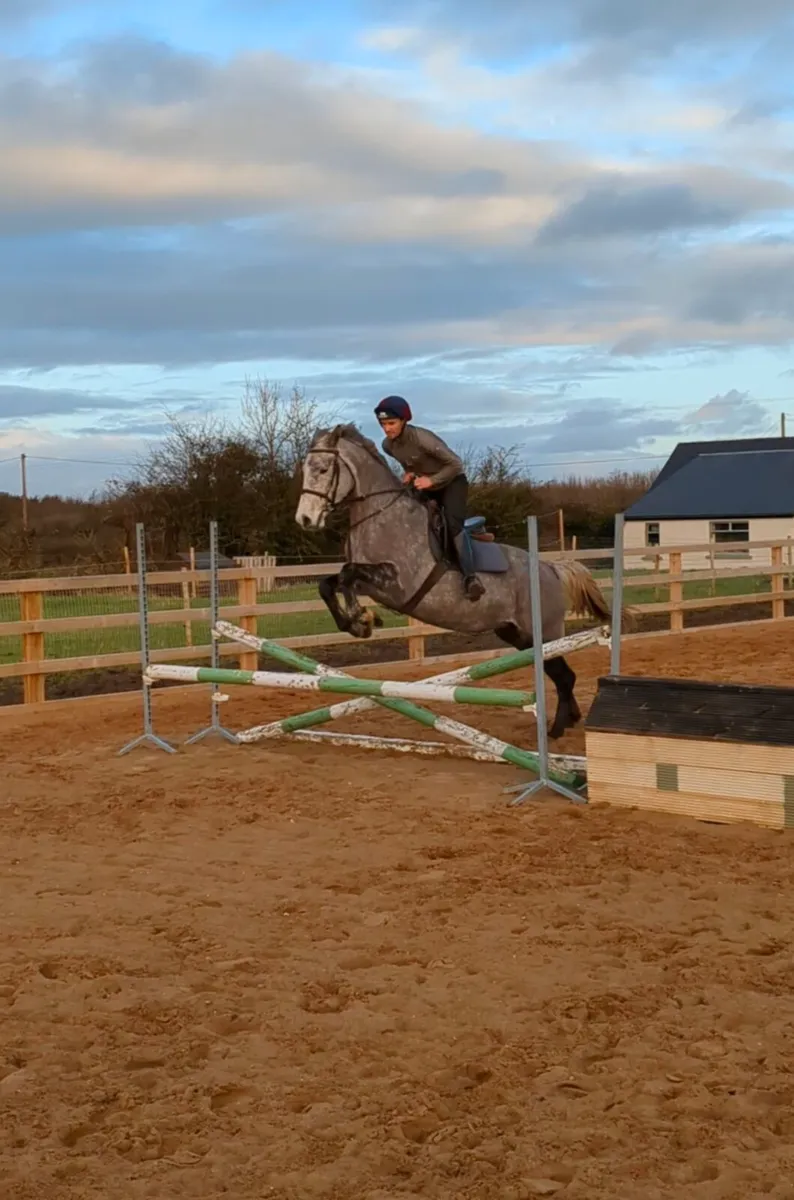 16.1  YOUNG ALROUNDER - Image 4