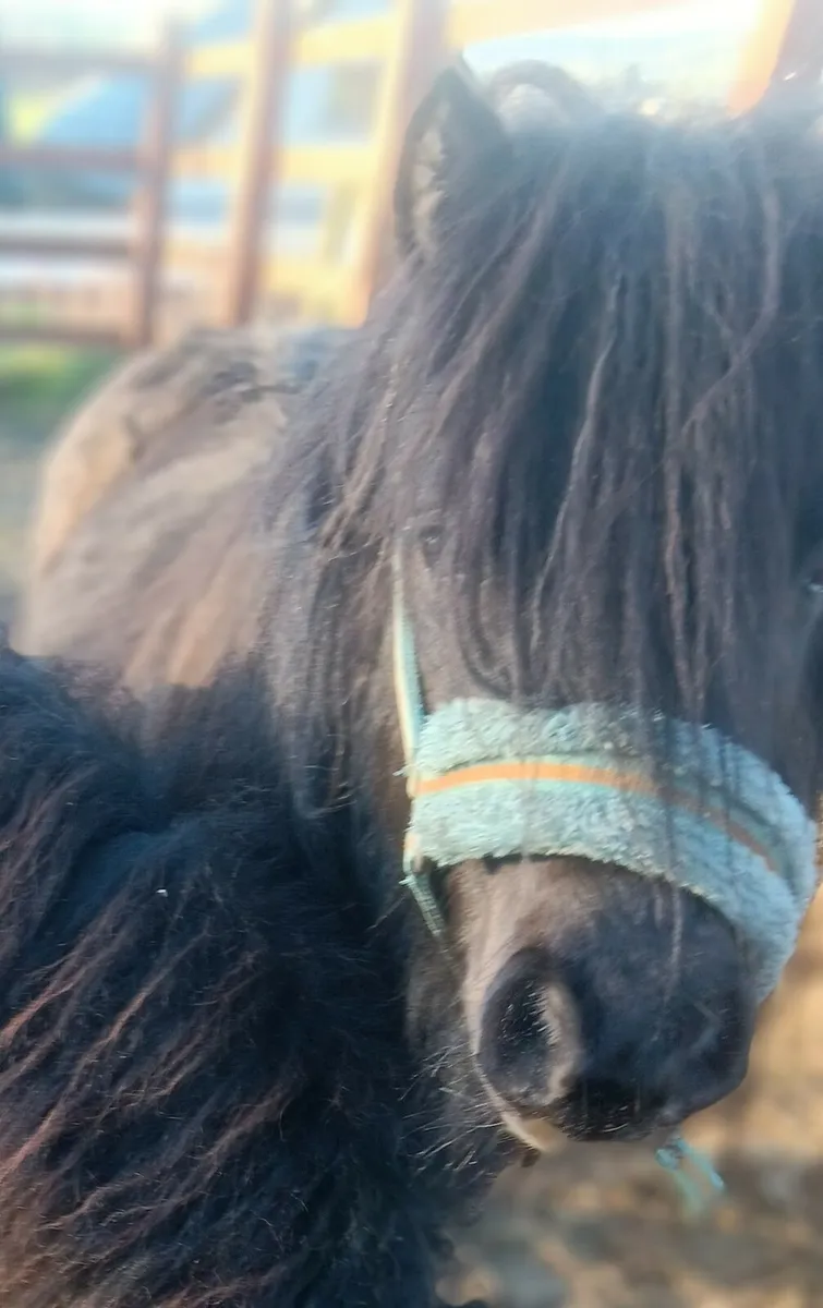 Miniature Mare possibly in foal - Image 1