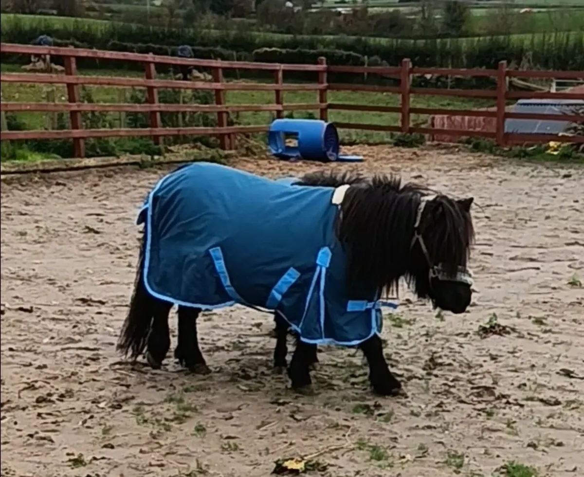 Miniature Mare possibly in foal - Image 2