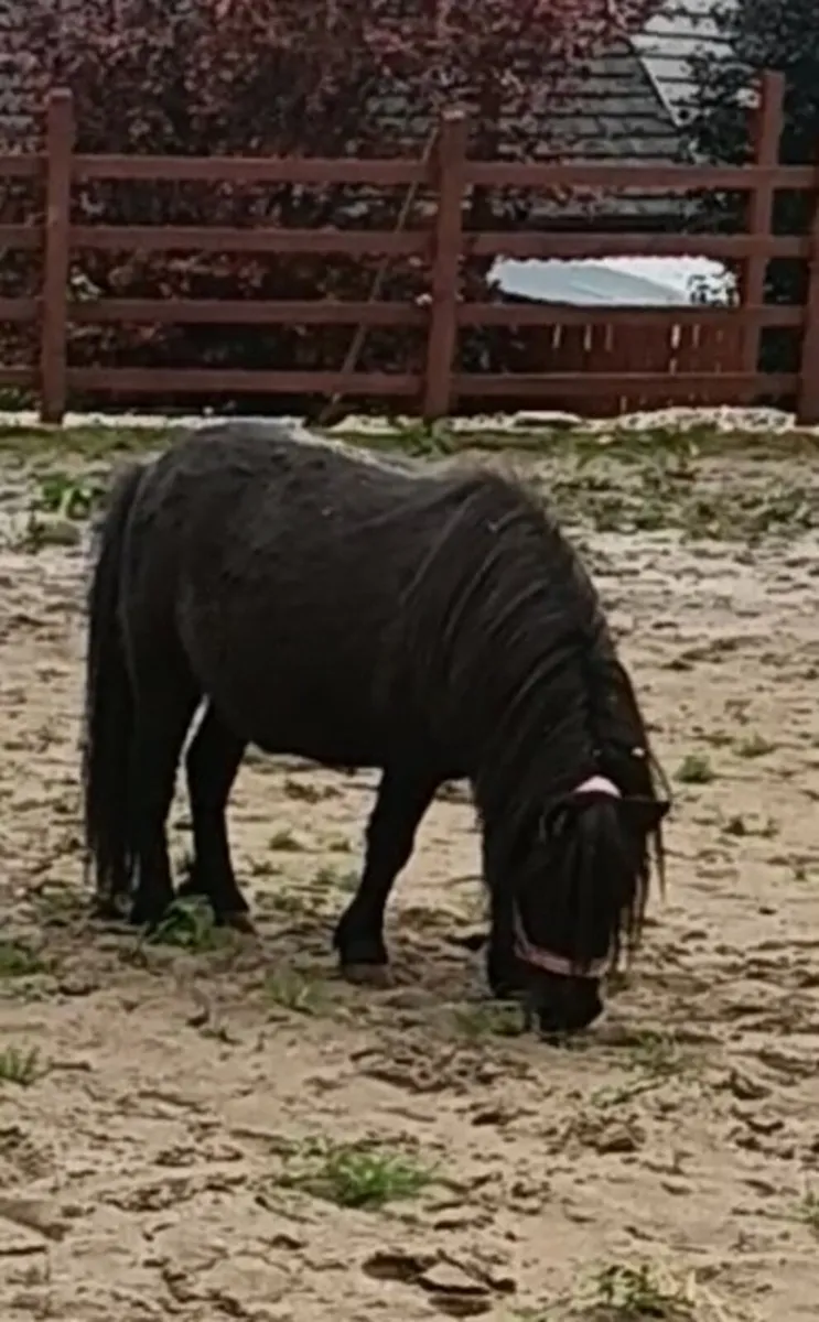 Miniature Mare possibly in foal - Image 3