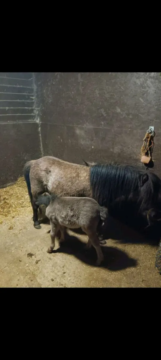 Miniature Mare possibly in foal - Image 4