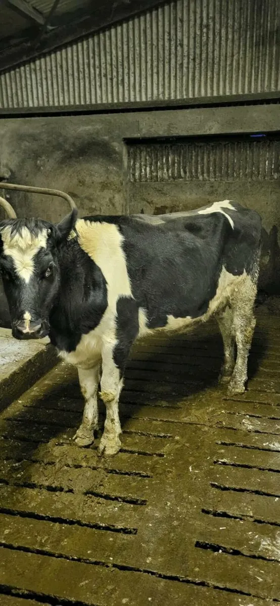 Heifer suitable for calves - Image 2