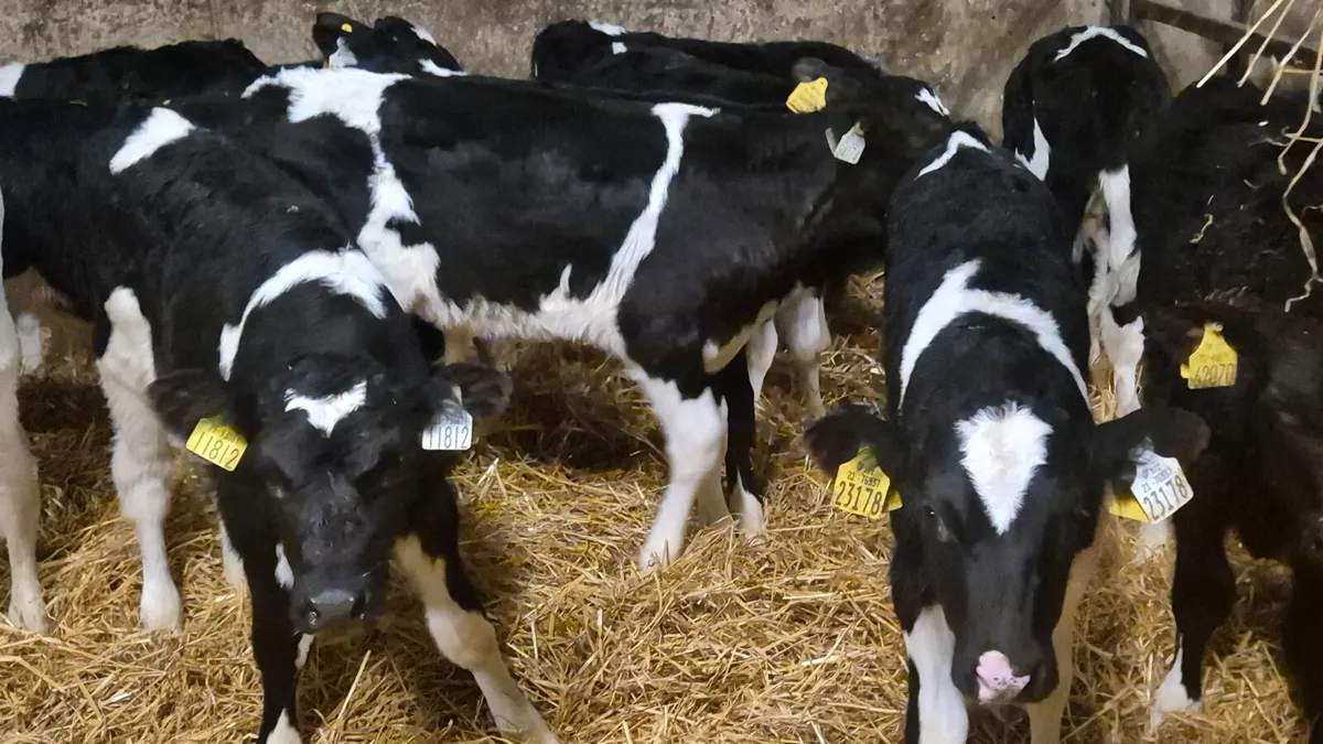 15 Friesian bull calves for sale - Image 1