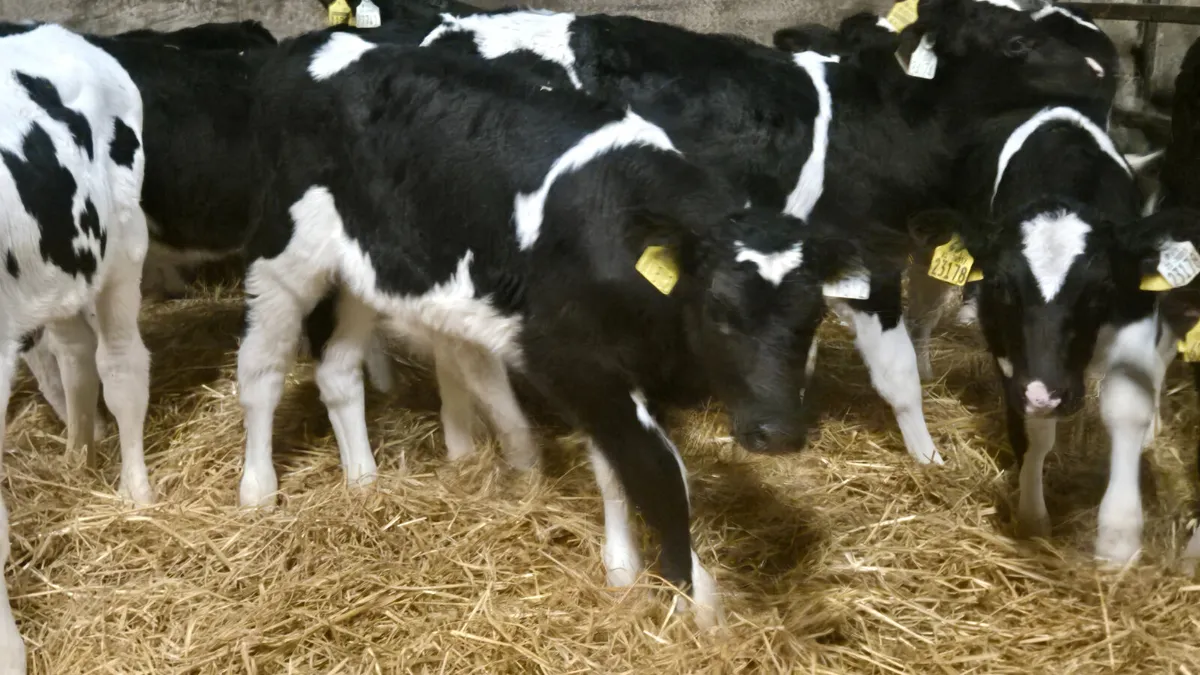 15 Friesian bull calves for sale - Image 2