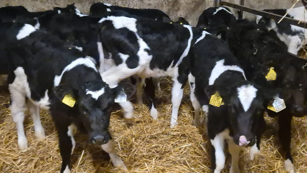 15 Friesian bull calves for sale - Image 3