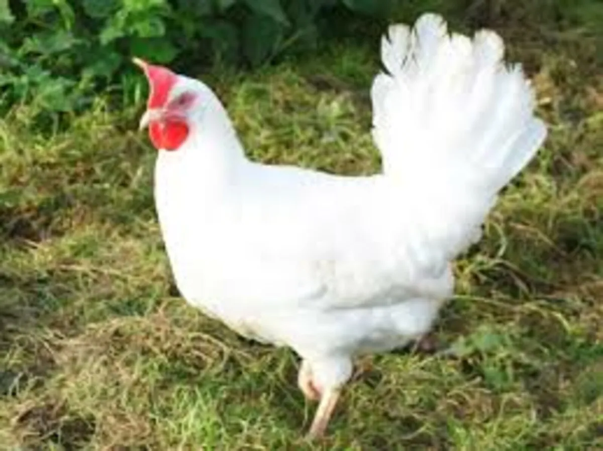 Isa brown & leghorns - Image 2