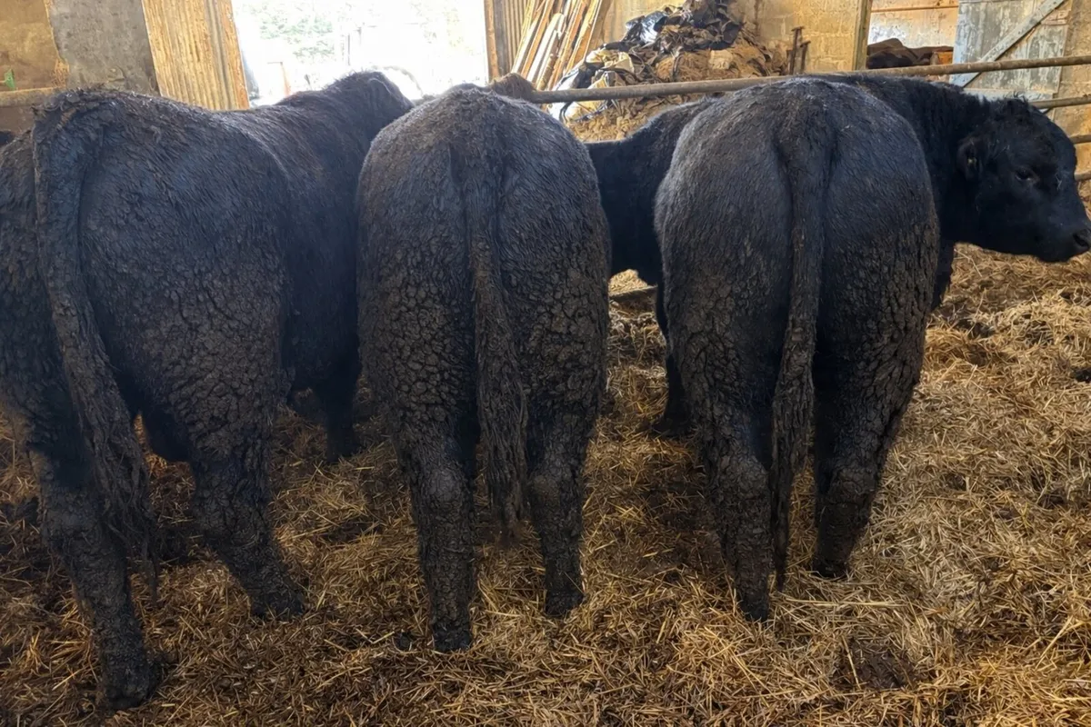 4 - 5 Star Pedigree Angus Bulls - Image 3