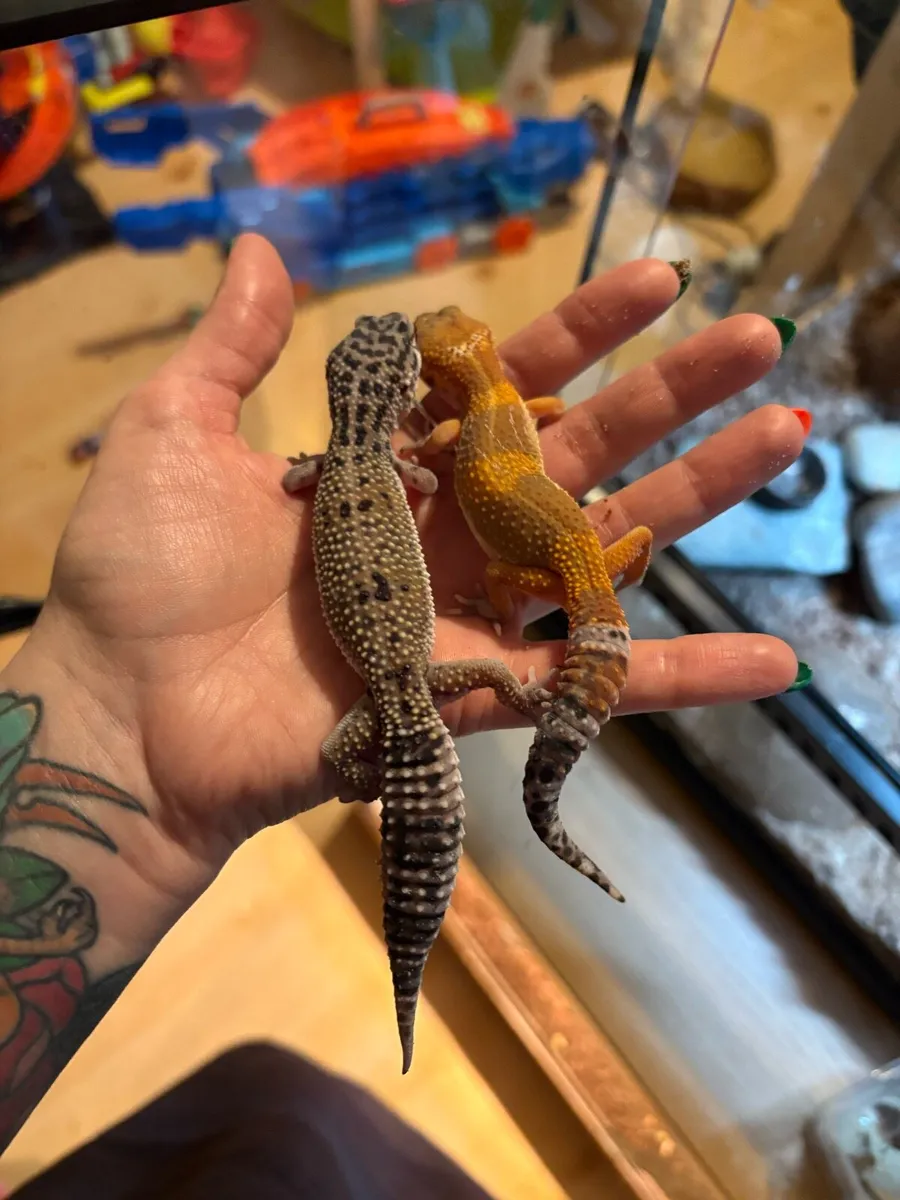 Leopard Geckos - Image 3
