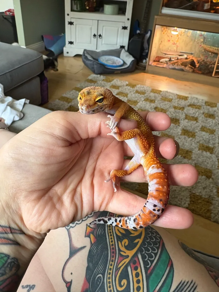 Leopard Geckos - Image 4
