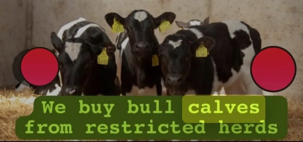 We buy Calves out of TB/Restricted herds