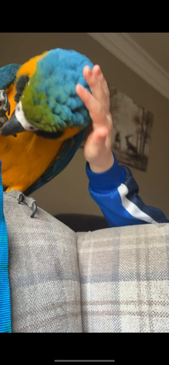 Blue and gold Macaw - Image 2