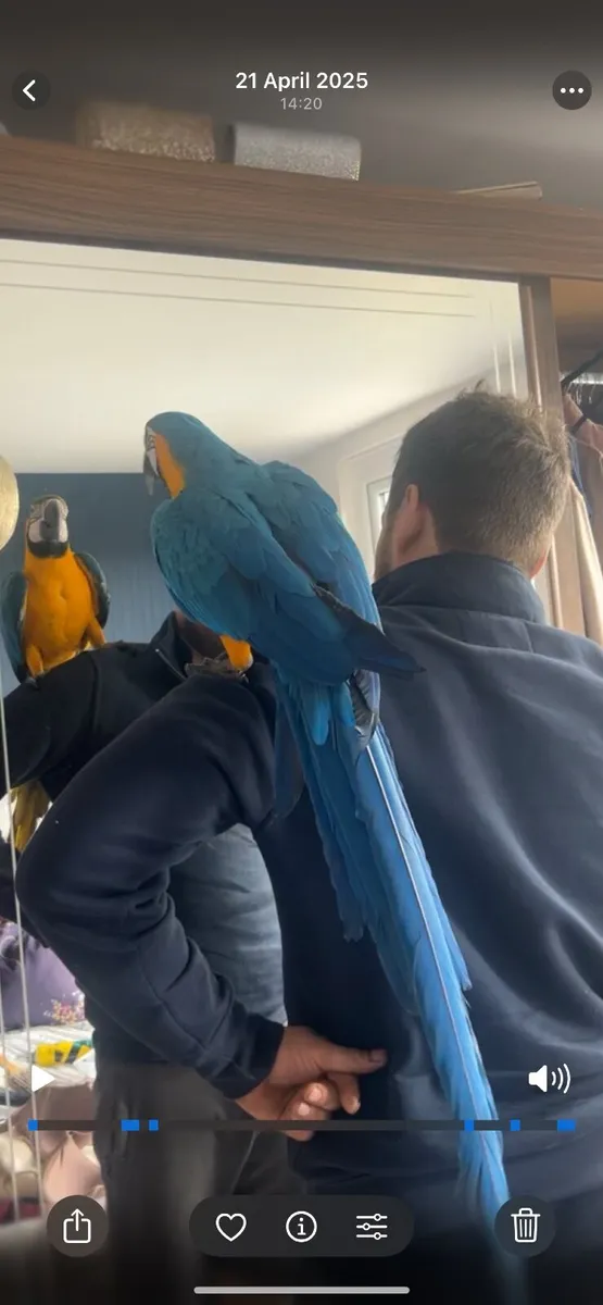 Blue and gold Macaw - Image 3
