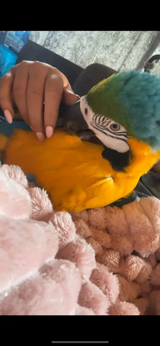 Blue and gold Macaw - Image 4