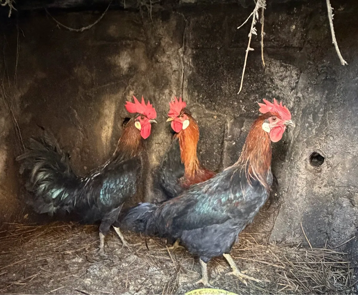 Breeding Roosters For Sale - Image 1
