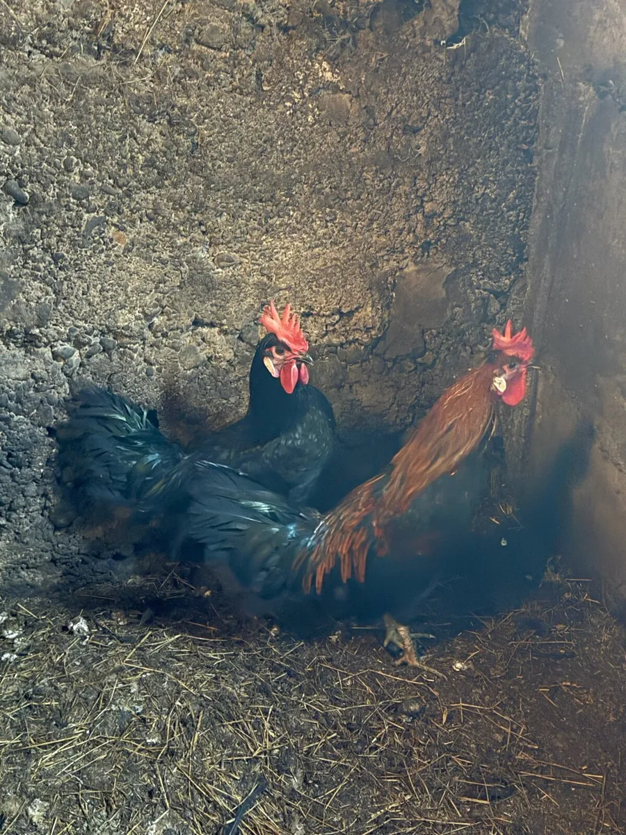 Breeding Roosters For Sale - Image 2