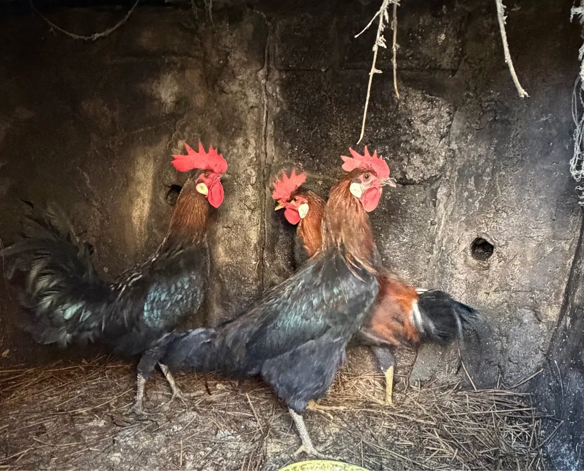 Breeding Roosters For Sale - Image 3