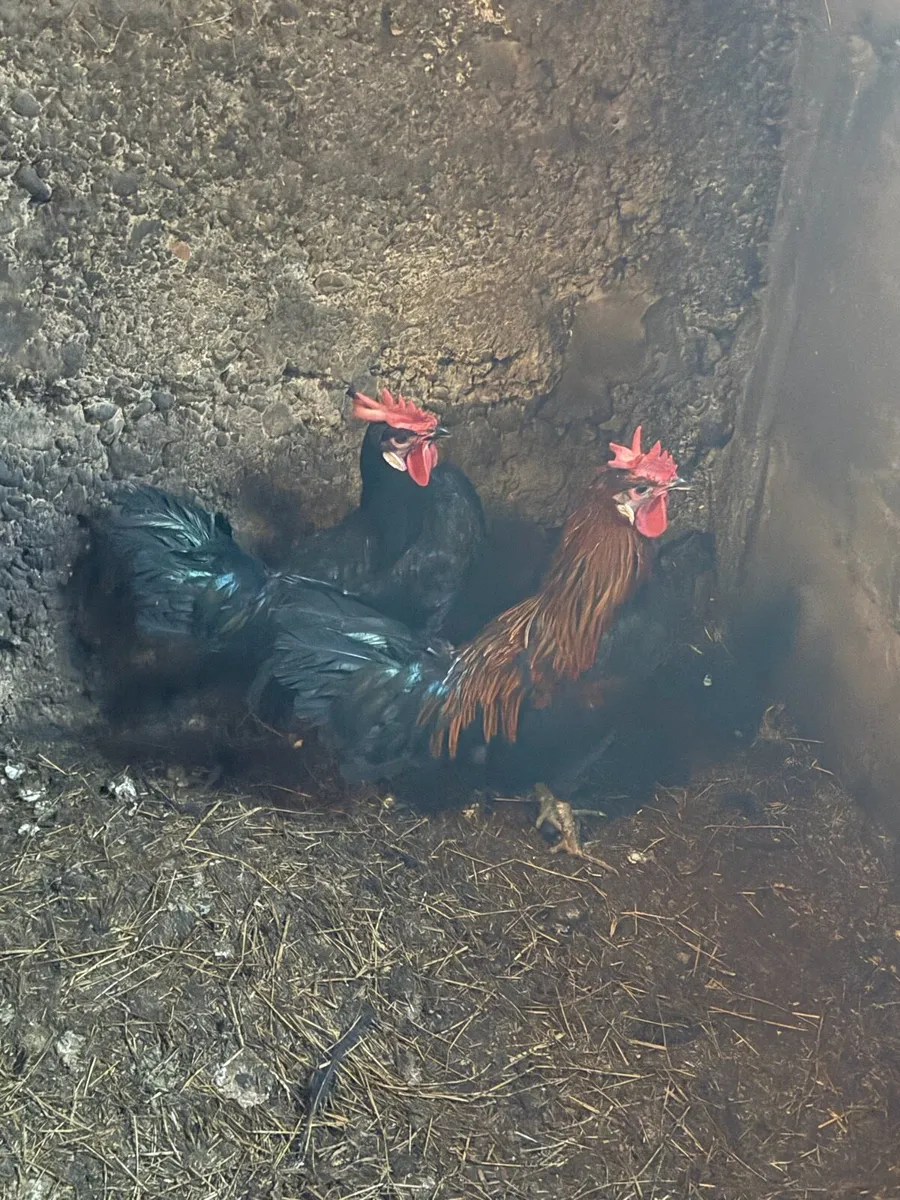 Breeding Roosters For Sale - Image 4