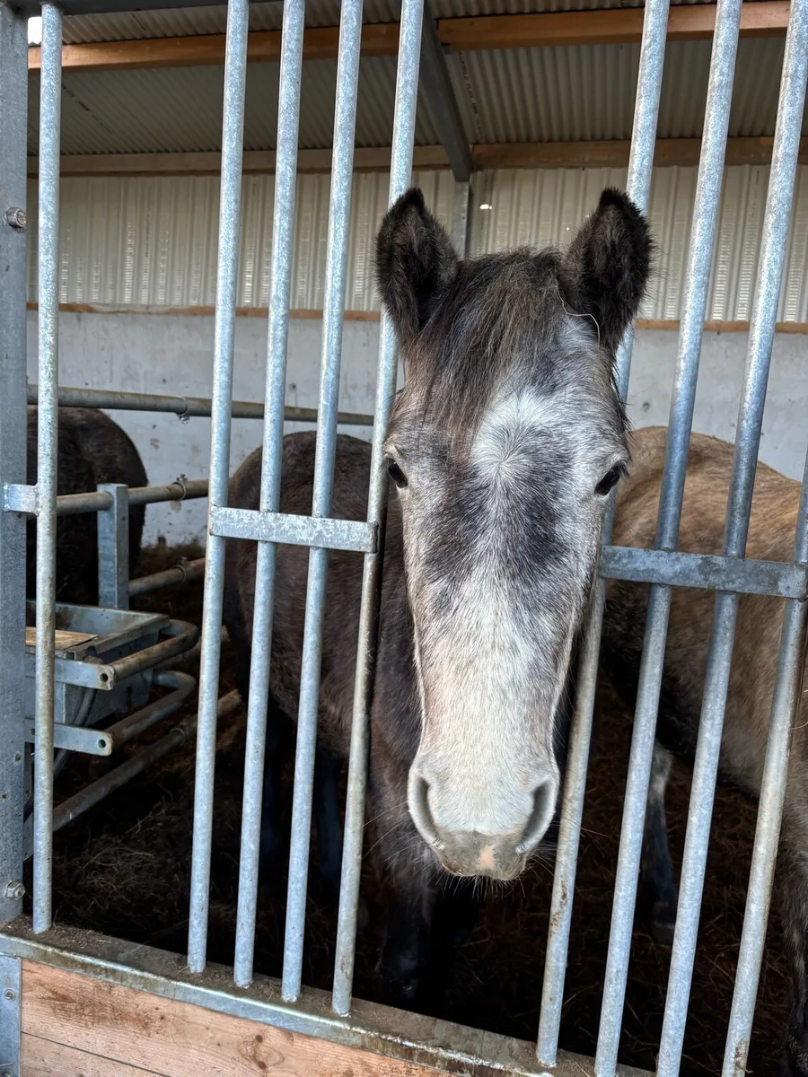 Rising 3 year old Connemara Filly - Image 1