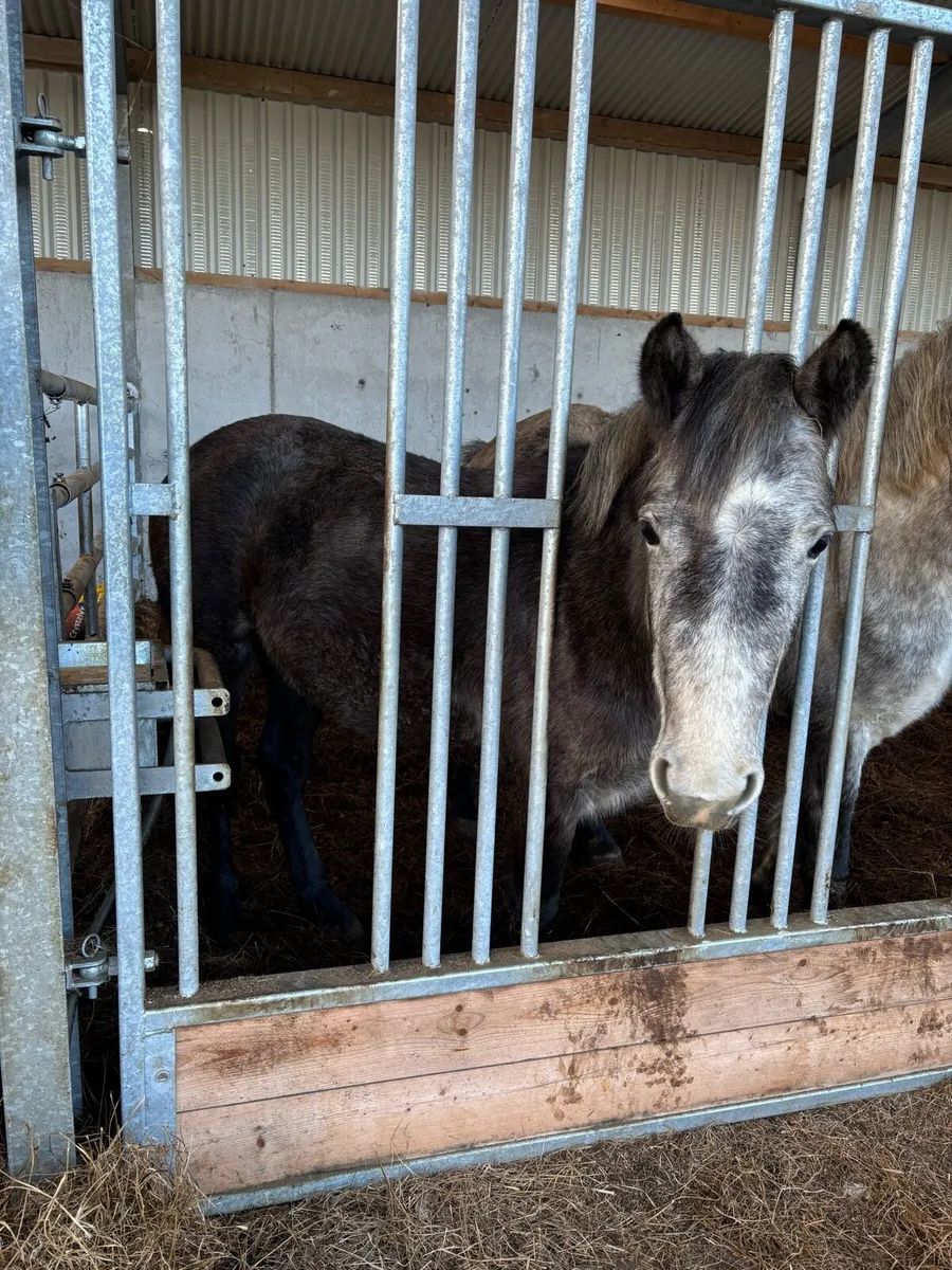 Rising 3 year old Connemara Filly - Image 2
