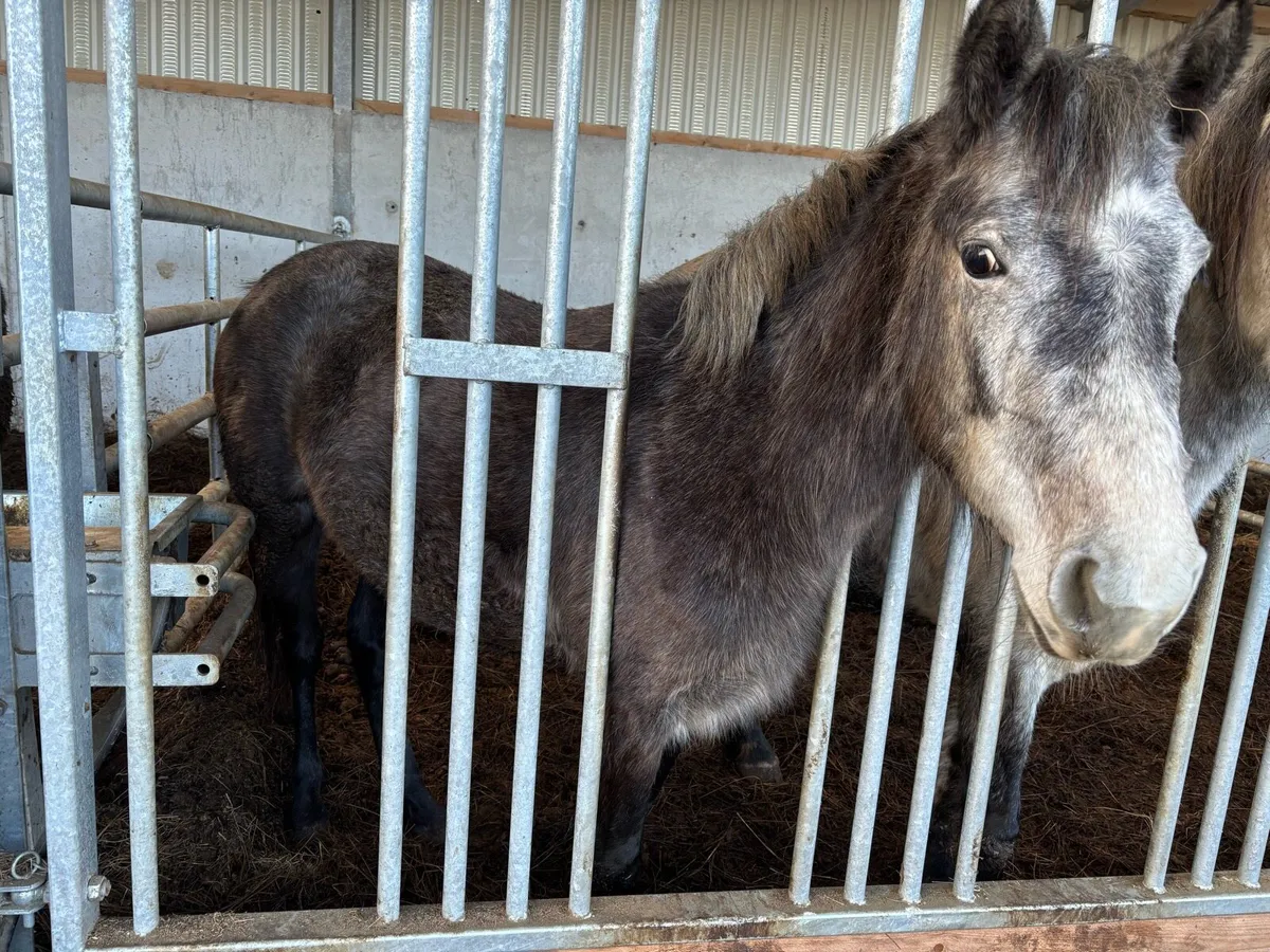 Rising 3 year old Connemara Filly - Image 3