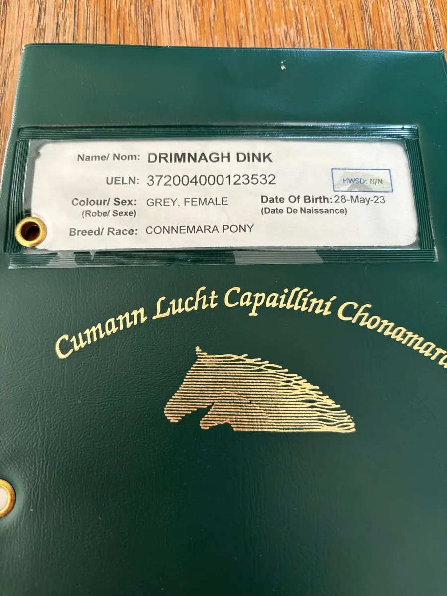 Rising 3 year old Connemara Filly - Image 4