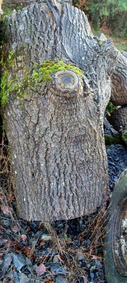 Oak timber - Image 1
