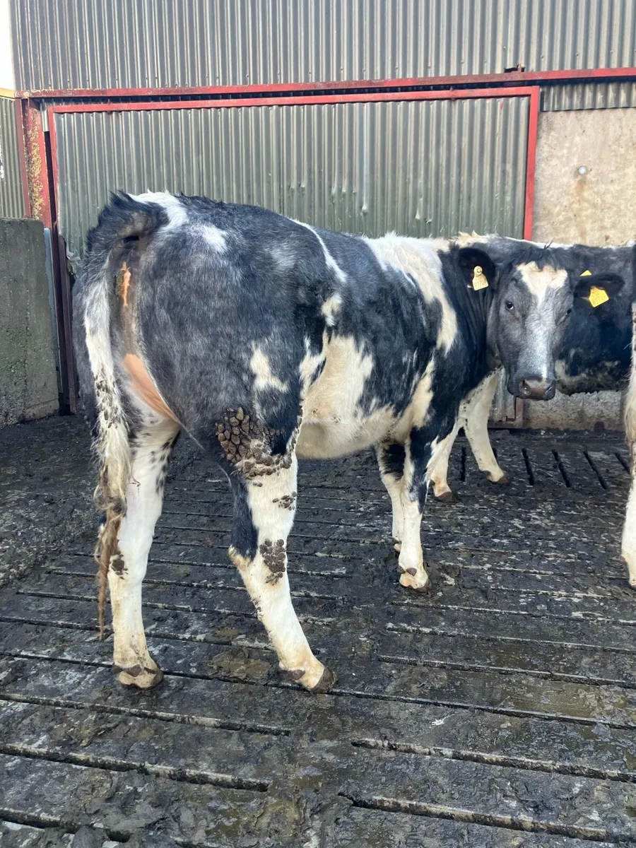 3 BB & 2 LIM Smashing Breeding Heifers - Image 1