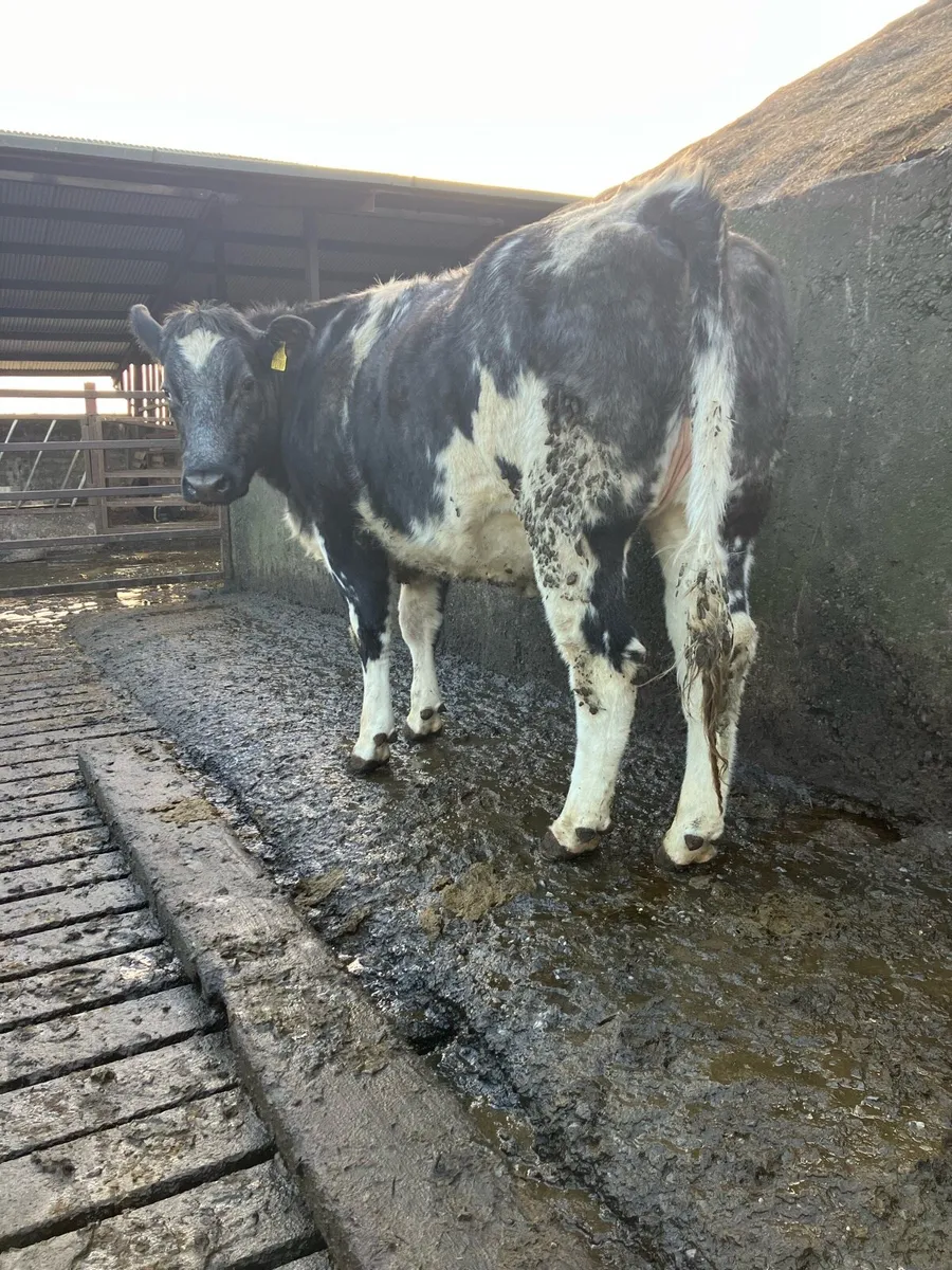 3 BB & 2 LIM Smashing Breeding Heifers - Image 2