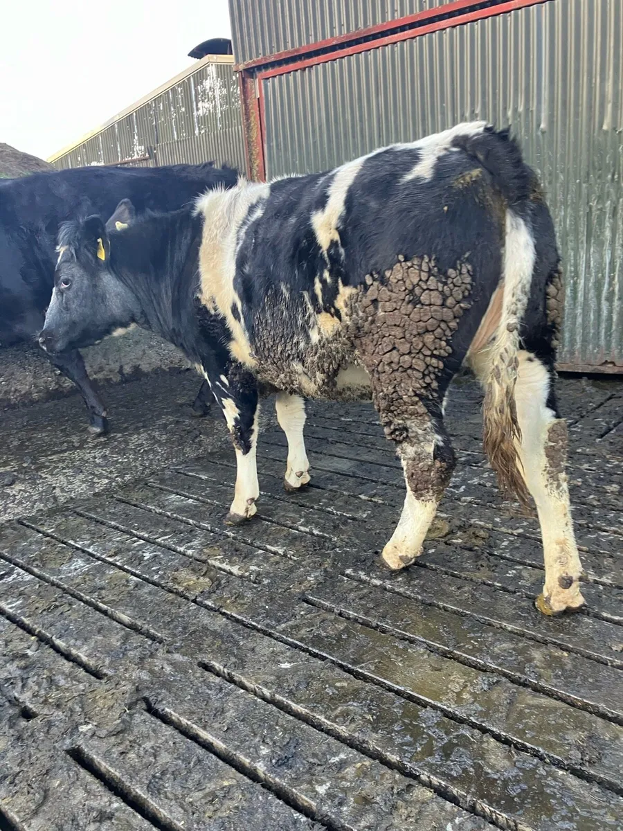 3 BB & 2 LIM Smashing Breeding Heifers - Image 3