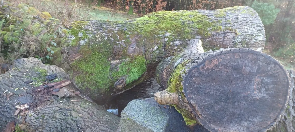 Oak timber - Image 2