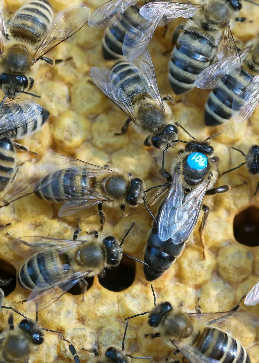 Mated Queen bees