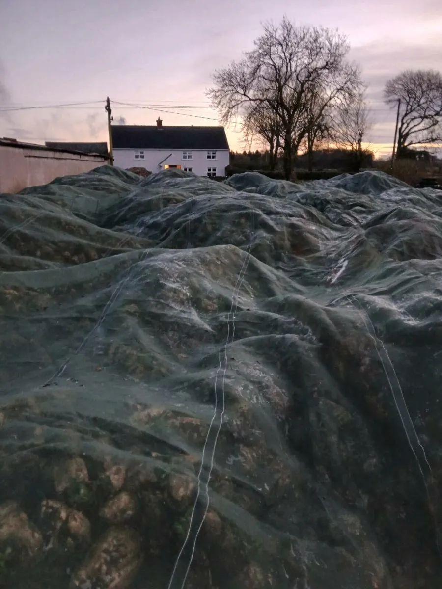 Sugar beet & fodder beet for sale - Image 3