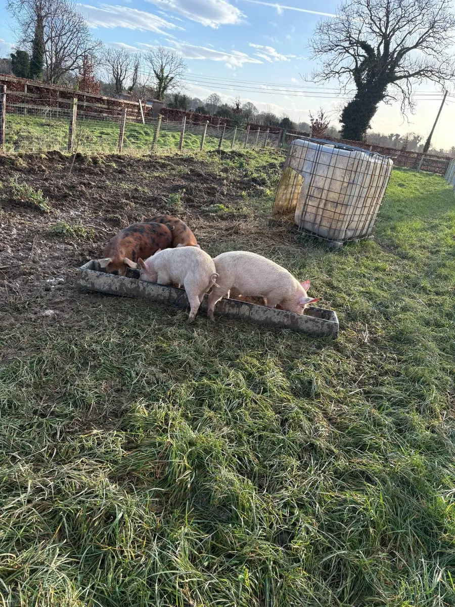 Free Range Pork and Bacon/Hams - Image 1